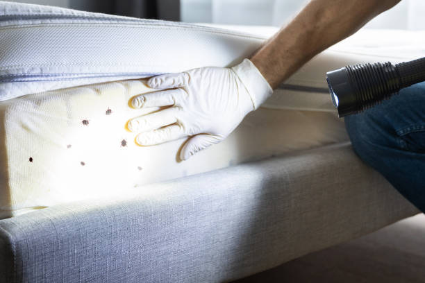 Best Mosquito Control Services  in Menahga, MN